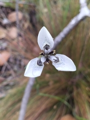Moraea tricuspidata