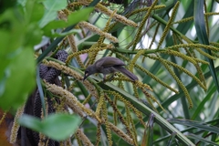 Stomiopera unicolor
