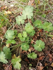 Geranium pyrenaicum