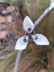 Moraea tricuspidata