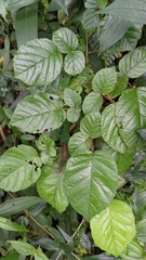 Rubus wallichianus