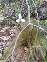Moraea tricuspidata