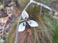 Moraea tricuspidata