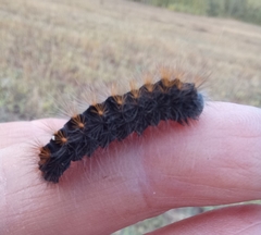 Acronicta auricoma
