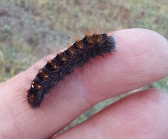 Acronicta auricoma