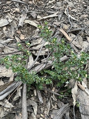 Boronia algida