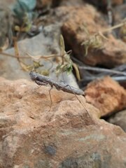 Geomantis larvoides