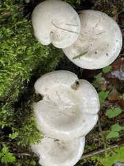 Hygrophorus eburneus