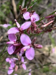 Polygala microlopha