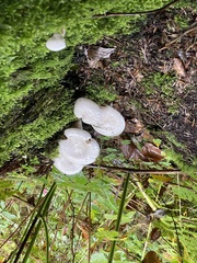 Hygrophorus eburneus