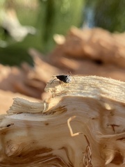 Tuberolachnus salignus