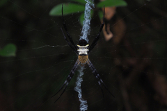 Argiope vietnamensis
