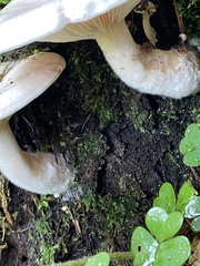 Hygrophorus eburneus