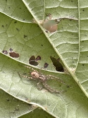 Anyphaena