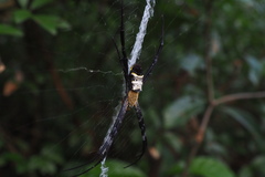 Argiope vietnamensis