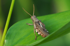 Xenocatantops brachycerus