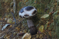 Strobilomyces latirimosus