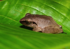 Pseudophilautus amboli