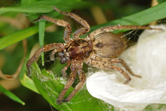 Tomopisthes horrendus