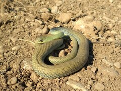 Malpolon monspessulanus