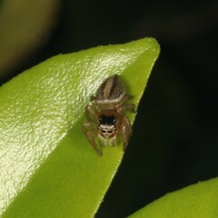 Maratus scutulatus