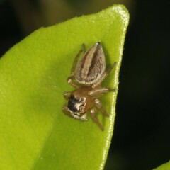 Maratus scutulatus