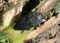 Capnodis tenebrionis