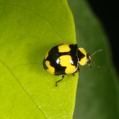 Illeis galbula