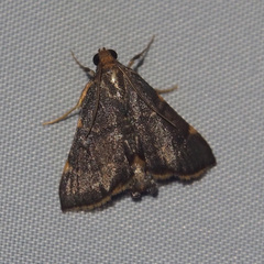 Hypsopygia pelasgalis