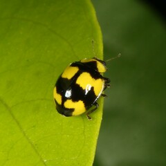 Illeis galbula