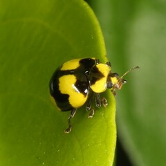 Illeis galbula