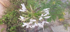 Tarenaya longicarpa