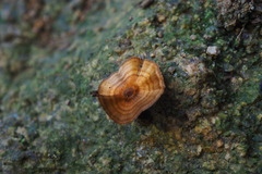Coltricia cinnamomea