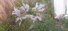 Tarenaya longicarpa
