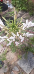 Tarenaya longicarpa