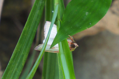 Chalciope mygdon