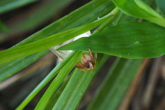 Chalciope mygdon