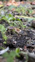 Ciborinia camelliae