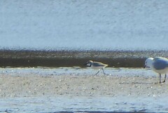 Anarhynchus frontalis