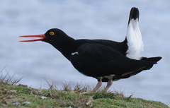 Haematopus leucopodus