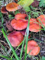 Leratiomyces