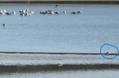 Anarhynchus frontalis