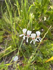 Pelargonium alchemilloides