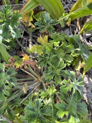 Pelargonium alchemilloides