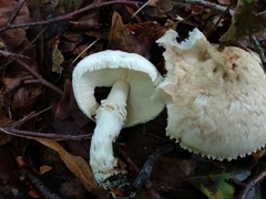 Lepiota ignivolvata