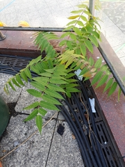 Ailanthus altissima