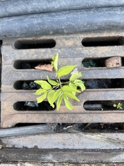 Ailanthus altissima
