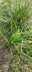 Dianella longifolia