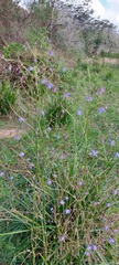 Dianella longifolia