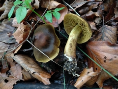 Cortinarius olivaceofuscus